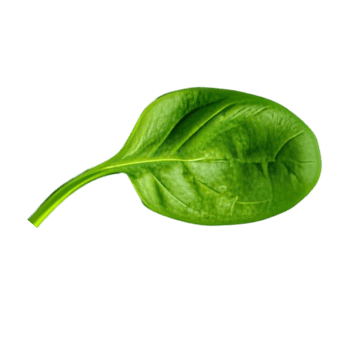 Basil Leaf