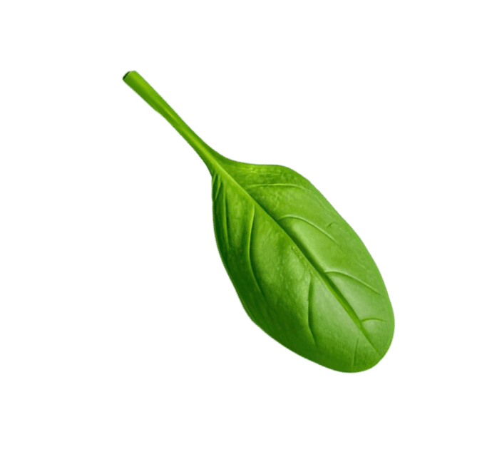 Basil Leaf
